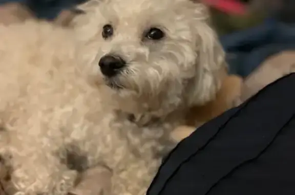 Missing dog San Leandro, photo: Lost Poodle Mix: Migos on Springlake Dr