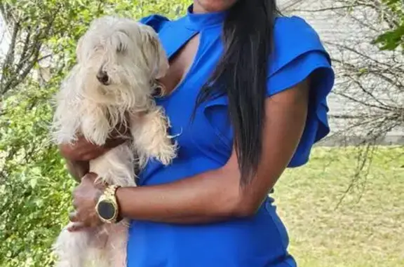 Lost White Yorkie/Terrier in Columbus