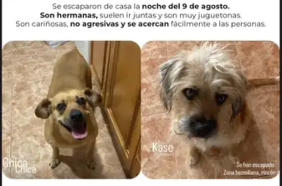 Perros Perdidos en Rincón de la Victoria
