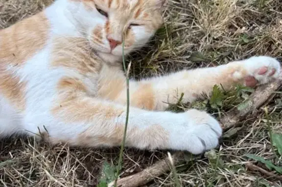 Animaux trouvés Brive-la-Gaillarde, photo: Chat maigre trouvé sur balcon à Brive