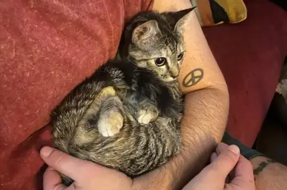 Found cat Little Rock, photo: Sweet Tabby Found on South Booker St.