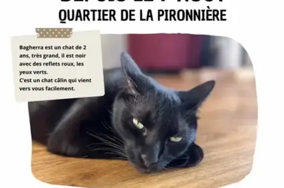 Chat noir perdu, yeux verts, Les Sables-d'Olonne - photo