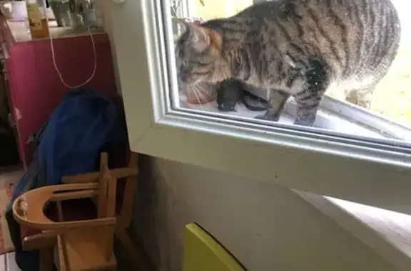 Chatte tigrée perdue à Gouffern en Auge - photo