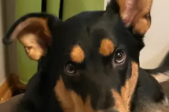 Lost Black & Tan Dog, Blaisdell Ave, MN