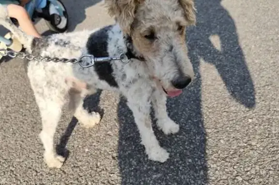 Chien trouvé Juziers, photo: Fox terrier mâle trouvé à Juziers