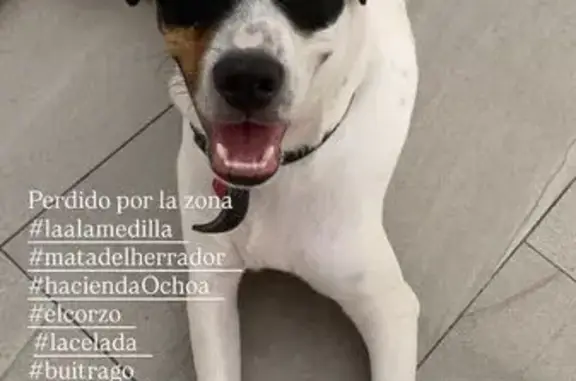 ¡Perro Bodeguero Perdido en La Celada!