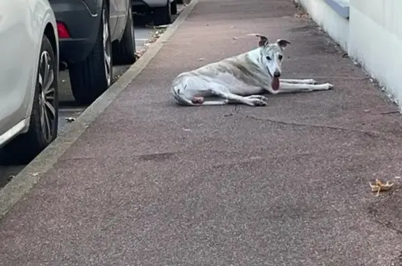 Chien trouvé Étampes, photo: Lévrier blanc tacheté blessé à Étampes