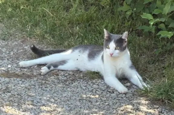 Chat gris et blanc perdu à Sauveterre - photo