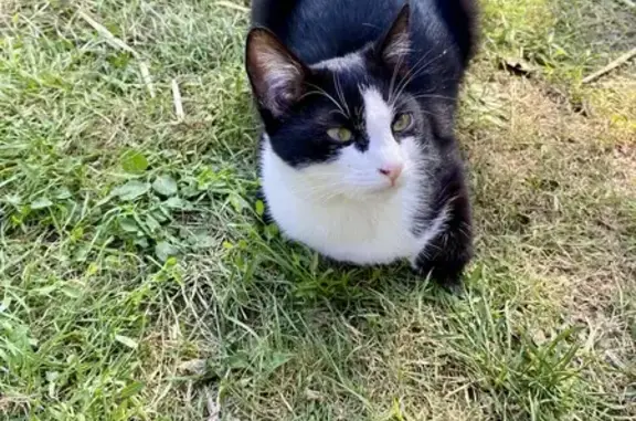 Animaux trouvés La Croix-en-Touraine, photo: Chatte noire et blanche trouvée à La Croix