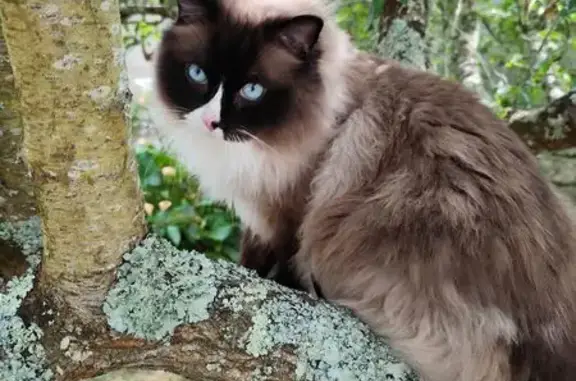 Chat Ragdoll perdu à Saint-Aubin-lès-Elbeuf - photo