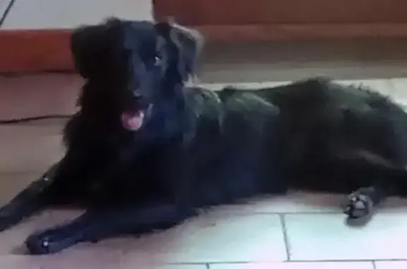 Chien perdu Rilhac-Rancon, photo : Chien perdu à Rilhac-Rancon : Aidez-nous !