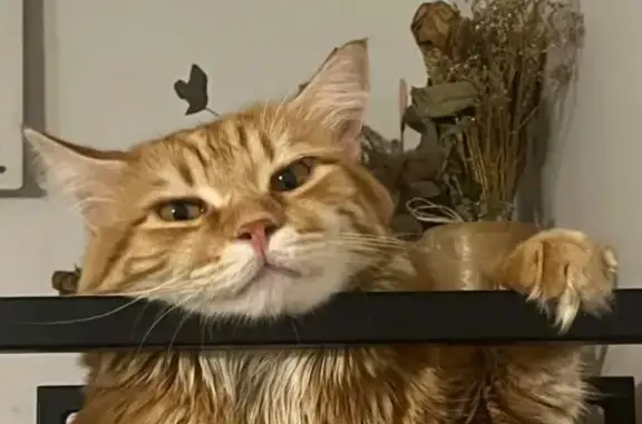 Chat roux Ulysse perdu au Cannet - photo