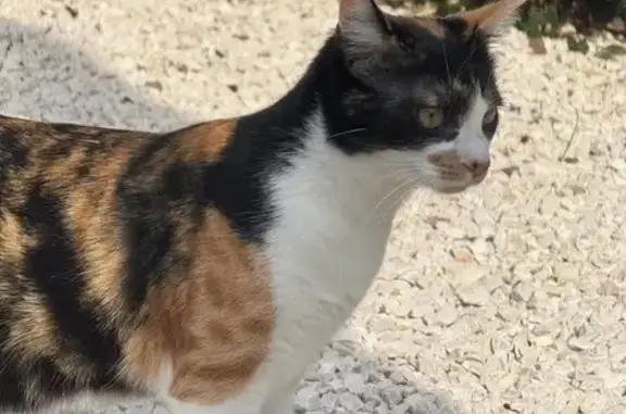 Chatte tricolore perdue, Saint-Raphaël - photo
