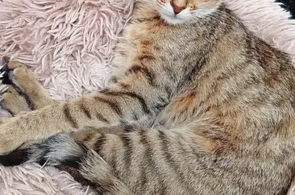 Chatte tigrée perdue à Roubaix - photo