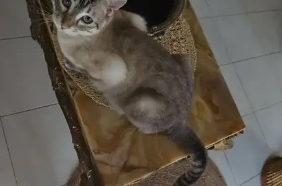 Chatte perdue : Syanah, siamois clair - photo
