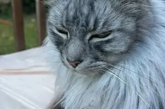 Chat gris American Curl perdu à Levens - photo