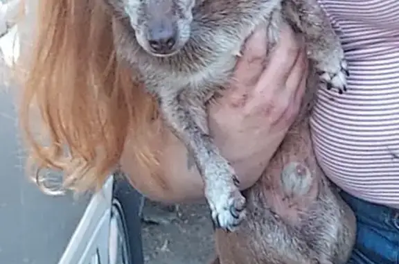Lost Brown Chihuahua on Forbes Ave