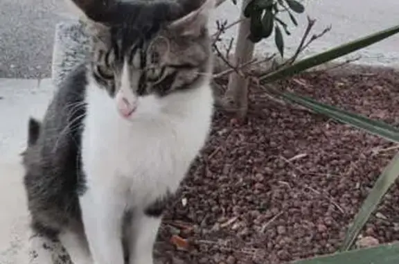 Chat errant nourri depuis 2 semaines - photo