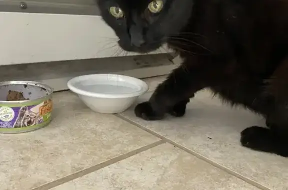 Found cat Castleton Four Corners, photo: Friendly Black Cat with Extra Toes Found