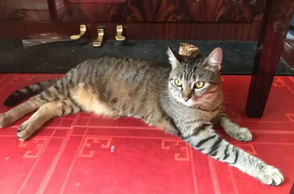 Animaux perdus Andrésy, photo: Chatte tigrée perdue à Andrésy