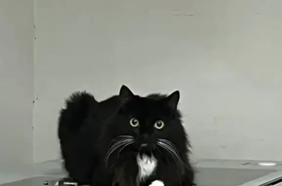 Lost: Fuzzy the Tuxedo Cat in San Antonio