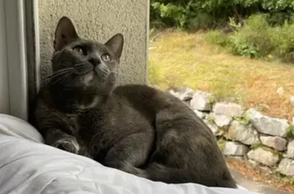 Chatte perdue en forêt de Chantraine - photo