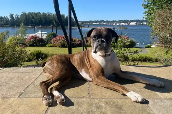 Lost Dog on Vacation - NE Marine Dr, PDX