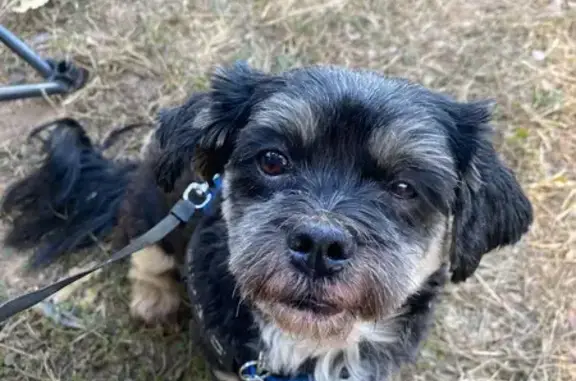Lost Shy Black Dog: Green Coll...