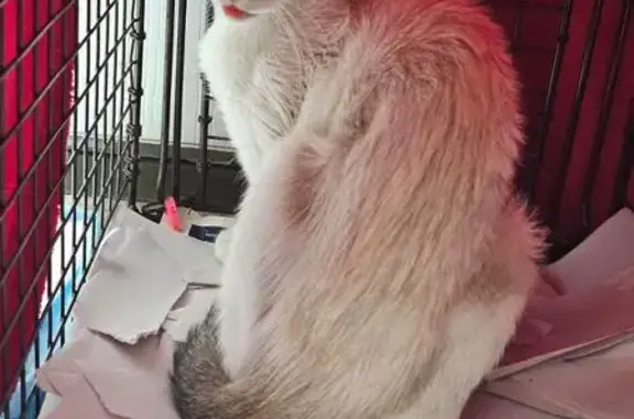 Found cat Converse, photo: Lost Siamese Mix Cat Found on Schaefer Rd