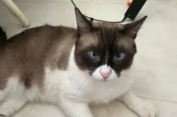 Gato Perdido: Cariñoso y Asustadizo en Garrucha