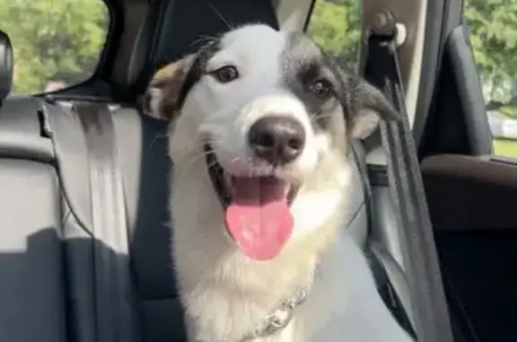 Found pets Memphis, photo: Found: Energetic, Playful Dog in Memphis