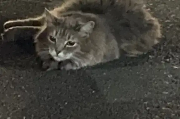 Found pets Las Vegas, photo: Help Needed: Stray Gray Cat in Vegas Lot