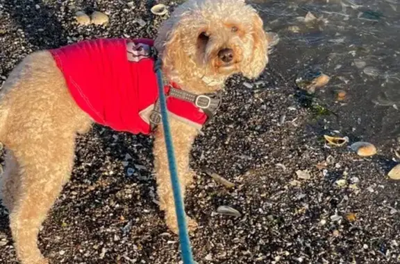 Lost pets , photo: Lost Tan Dog Near East 85th Street