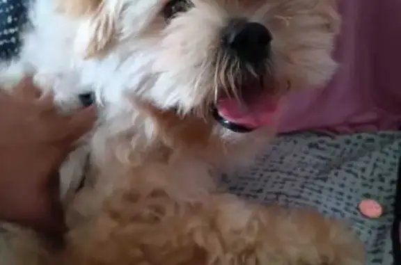 Found dog Naples, photo: Found: Curly White & Brown Dog, Naples