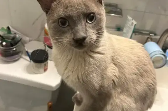 Lost pets , photo: Lost Cat: Nala, Blue Eyes, Cleft Lip