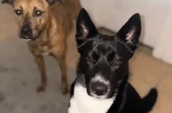 Lost Dog Alert: Houston, TX
