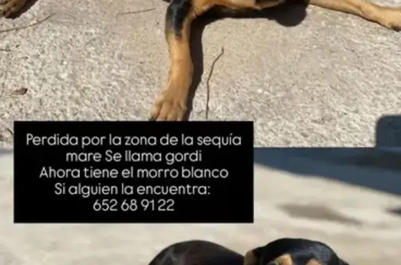 Perro negro perdido en Oliva: ¡Ayúdanos!
