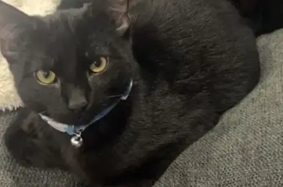 Missing cat West Torrens, photo: Lost Kitten: Blue Collar, West Torrens