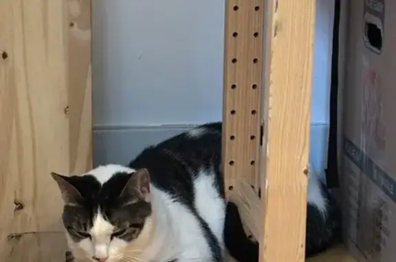Found pets New York, photo: Sweet, Shy Cat Found in Crown Heights