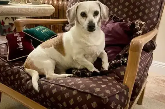 Missing dog , photo: Lost Dog: Jack Russell-Dachshund Mix