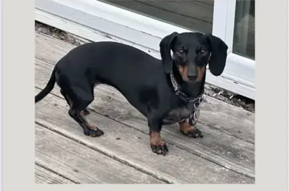 Lost Dachshund: Black/Brown, Paron Area
