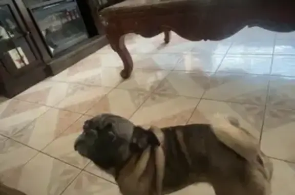 Lost and found pets Houston, photo: Lost Gray & Black Dog in Houston Area
