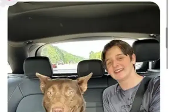 Lost Dog: Brown Cattle Dog, Birmingham