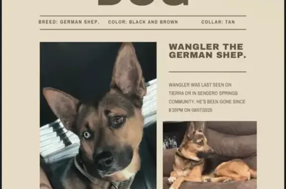 Lost pets Waco, photo: Lost German Shepherd: Unique Eyes!