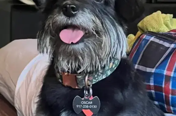 Lost Terrier: Oscar in Philadelphia