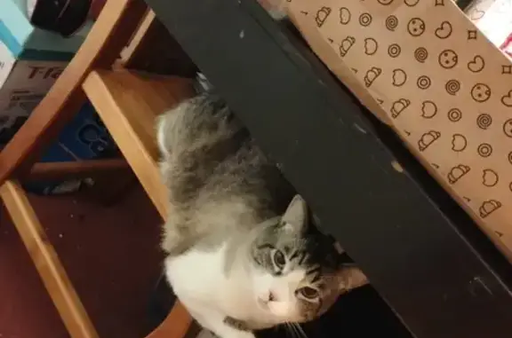 ¡Ayuda a encontrar a nuestro gato perdido!