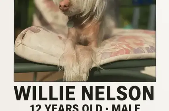 Missing dog Bridgeton, photo: Lost Hairy Hairless Dog on Fee Fee Rd