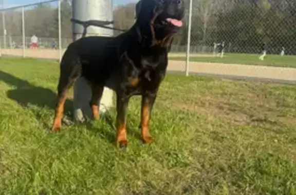 Lost pets Wyoming, photo: Help Find Adonis: Missing Rottweiler