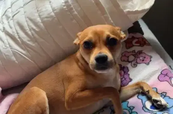 Lost Skittish Dog: Appleridge Court