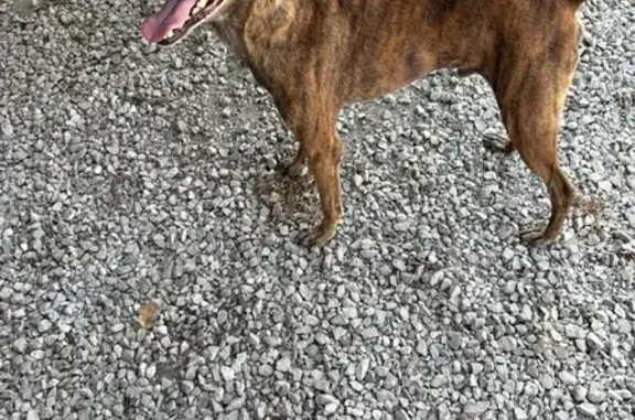 Found dog New Pekin, photo: Friendly Found Dog: Brown & Black in New Pekin